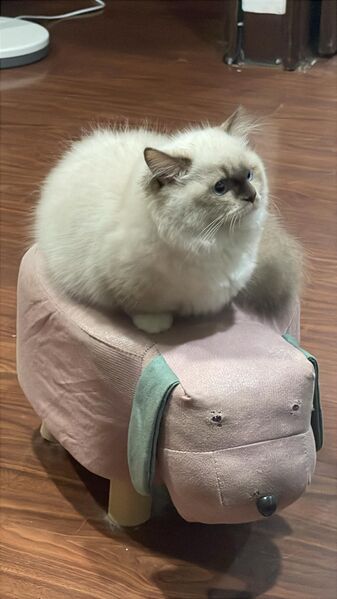 檔案:萊茵瓦爾德二世.jpg